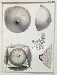 Anatomie du sein, du 